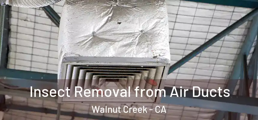 Insect Removal from Air Ducts Walnut Creek - CA